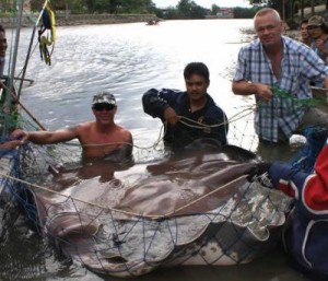 Riesenrochen vom Mae Klong